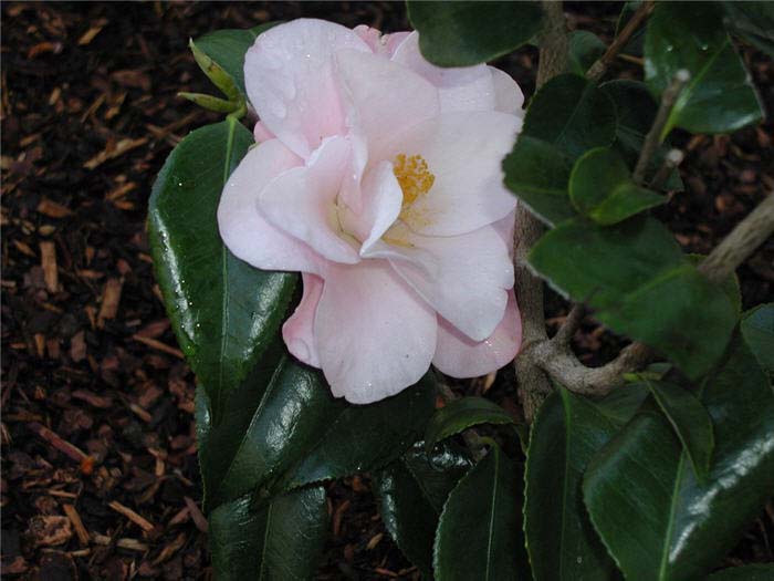 Camellia, Japanese 'Magnoliaeflora'