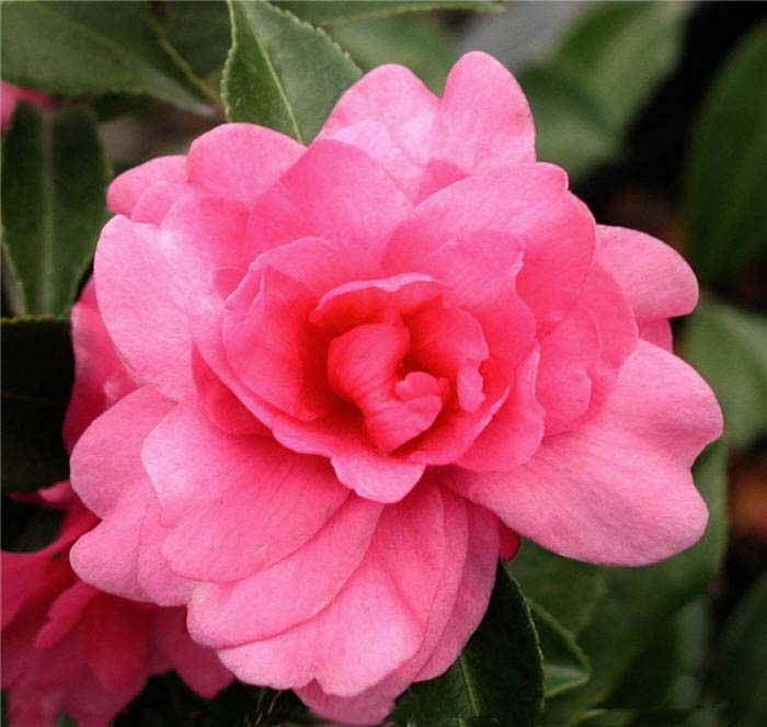Camellia, Sun 'Chansonette'