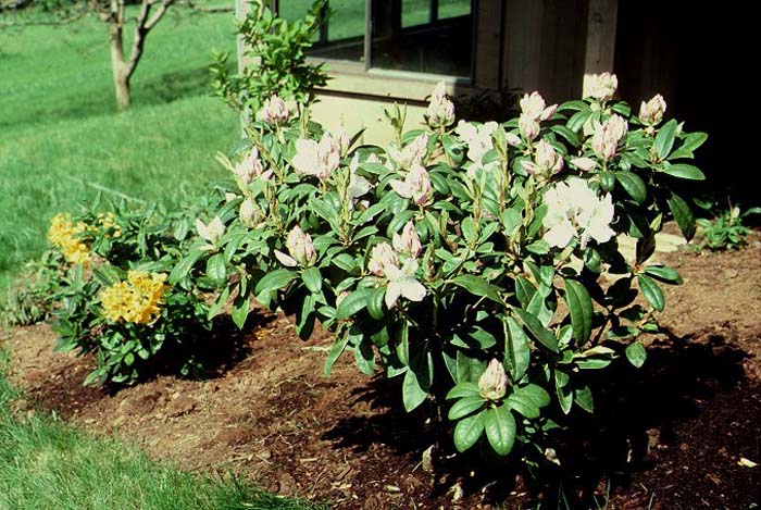 Rhododendron, 'Gomer Waterer'