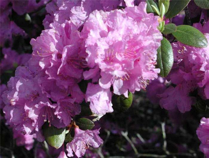 Rhododendron 'PJM'