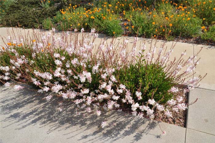 Gaura, Whirling Butterflies