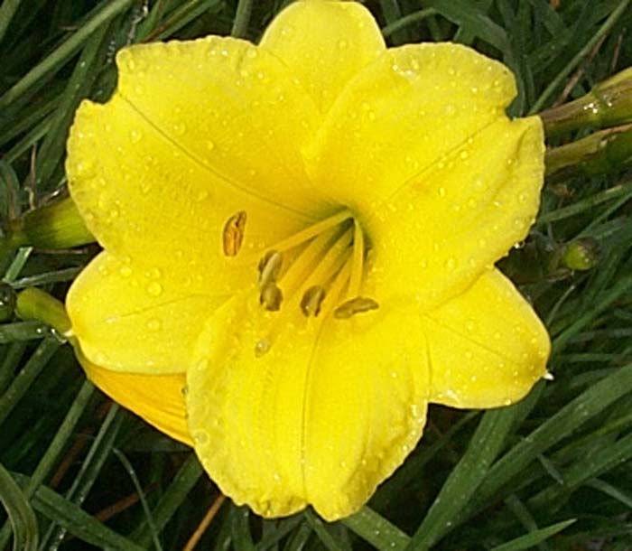 Hemerocallis 'Bitsy Yellow'