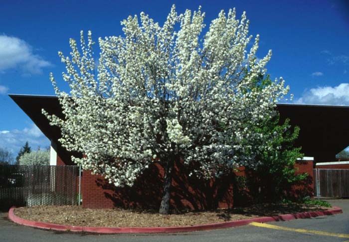 Pear, Evergreen or Flowering