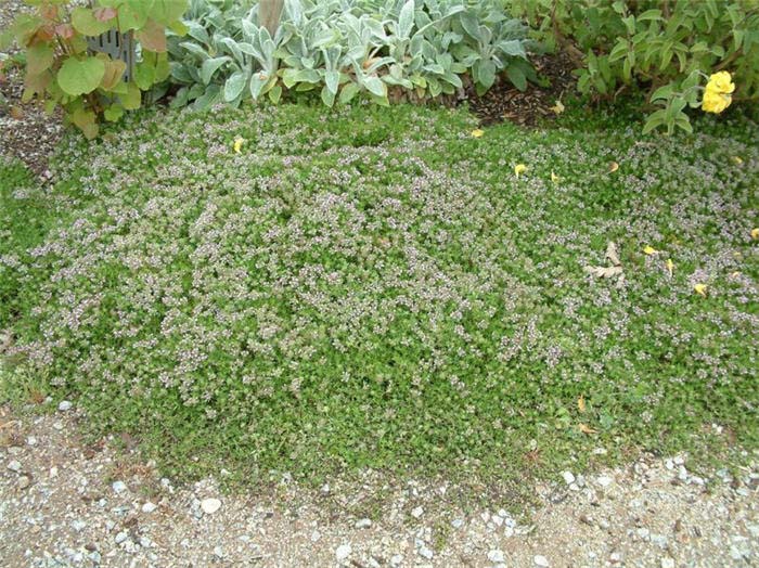 Thyme, Creeping / Mother-of-Thyme