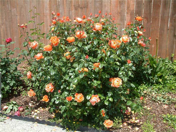 Rosa Hardy Shrub 'Oranges 'n' Lemon''