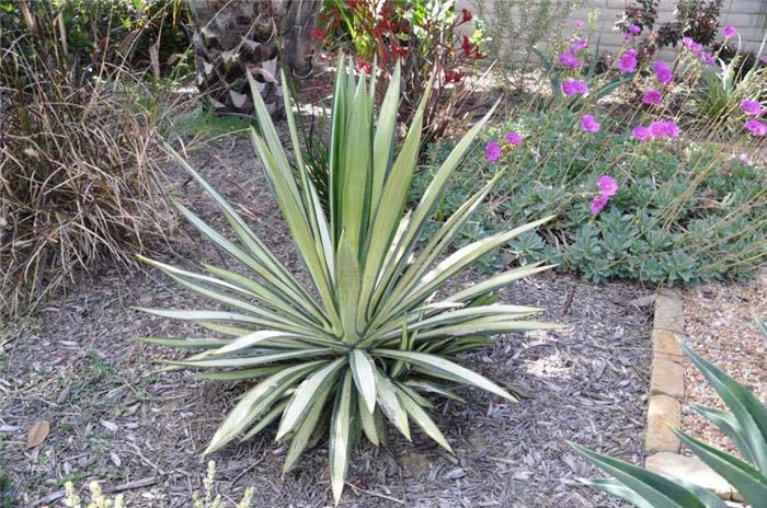 Plant photo of: Yucca gloriosa 'Variegata'