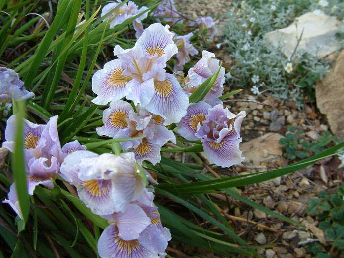 Iris, Pacific Coast Hybrids