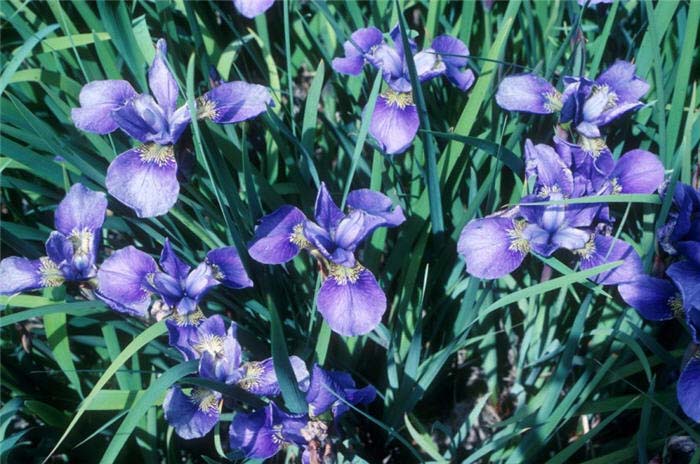 Iris, Siberian