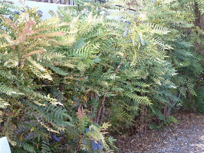 Plant photo of: Berberis lomariifolia