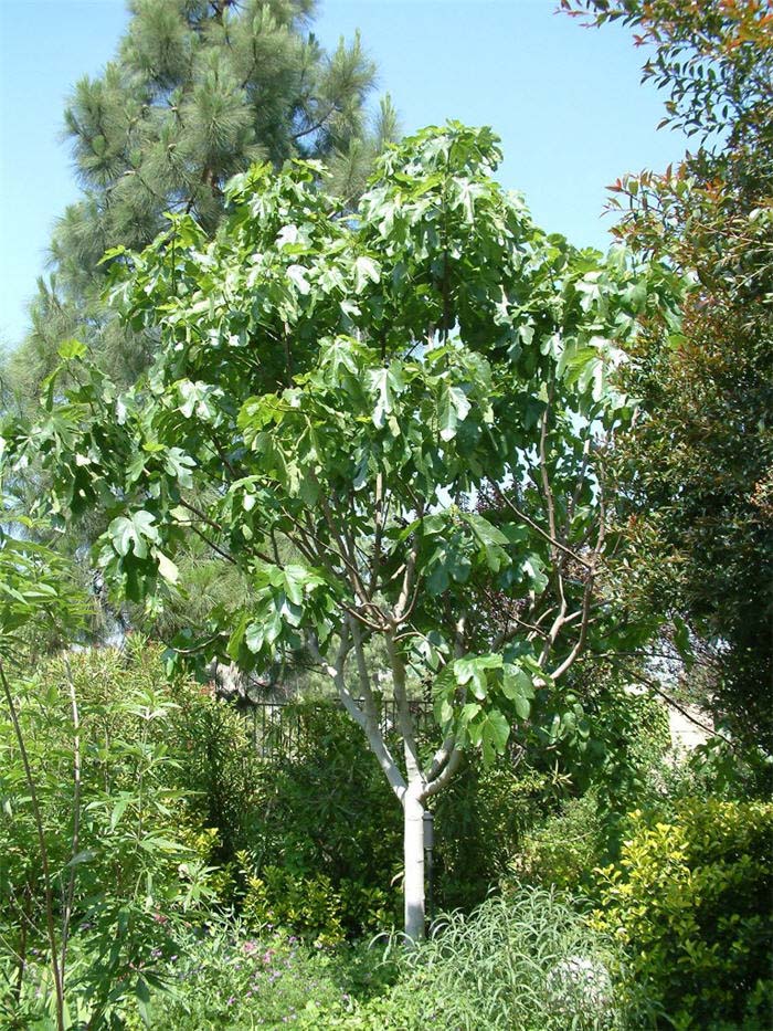 Plant photo of: Ficus carica