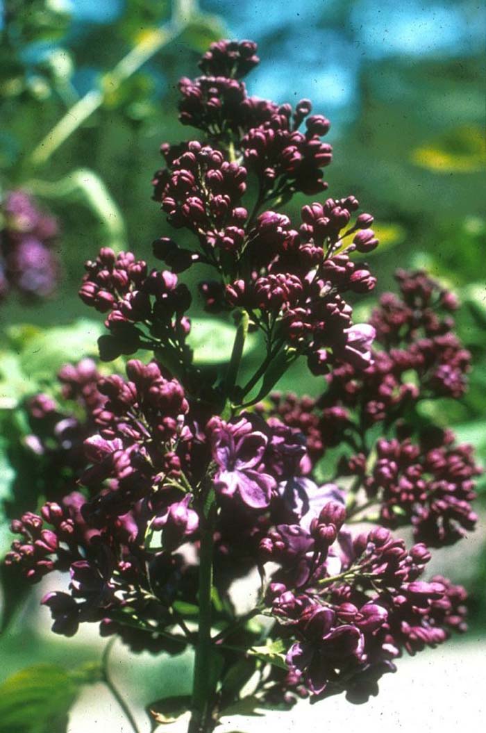 Plant photo of: Syringa vulgaris