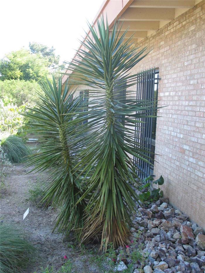 Gloriosa or Soft-Tip Yucca, Spanish