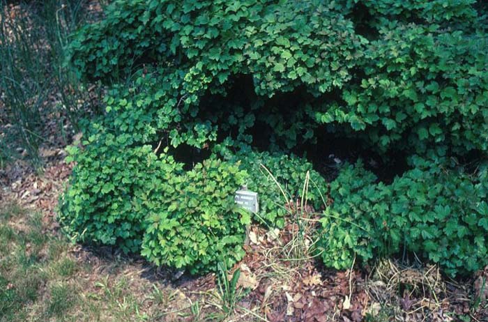 Viburnum, Dwarf European / Hedge