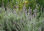 Lavender, French 'Candicans'