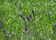 Lavender, English 'Hidcote'