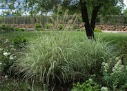 Silver Grass, Variegated Japanese