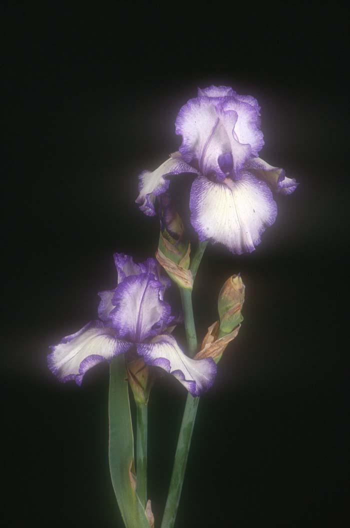 Iris, Bearded Hemstiched