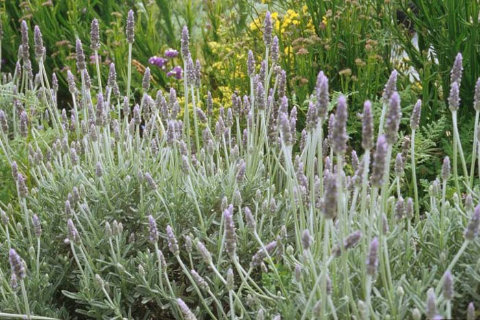 Plant photo of: Lavandula dentata 'Candicans'