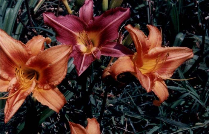 Hemerocallis 'Orange Crush'