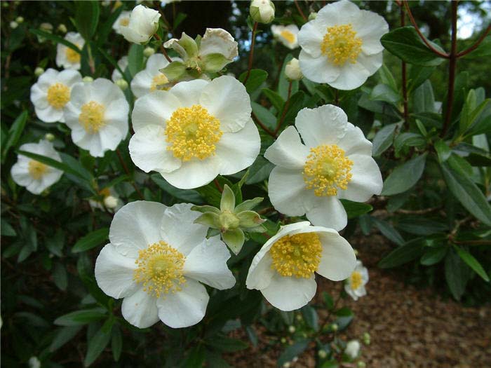 Carpenteria californica