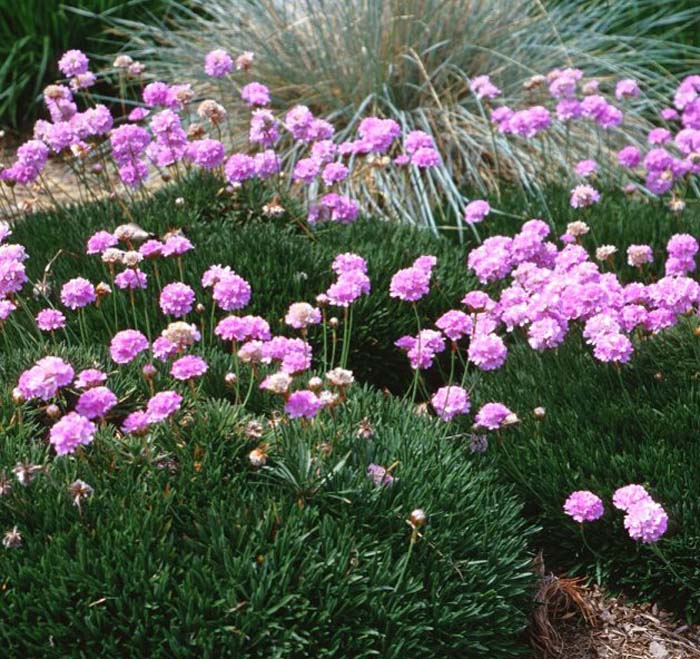 Armeria maritima