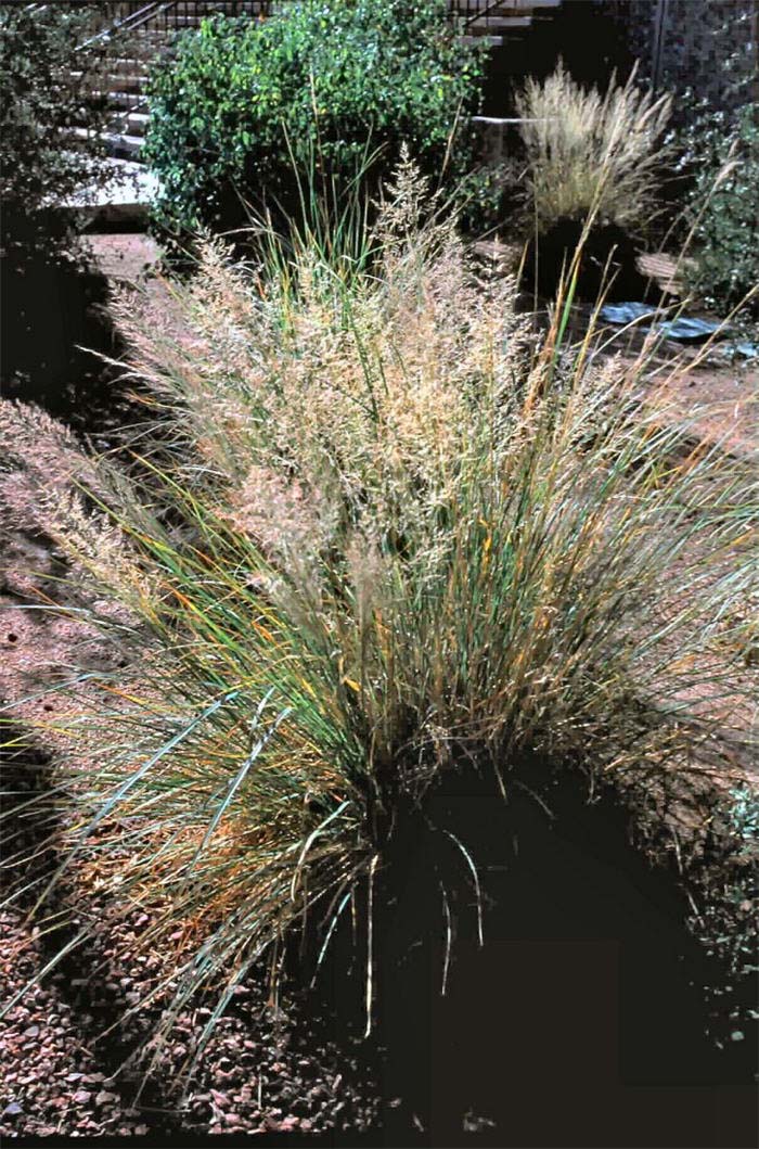 Muhlenbergia emersleyi