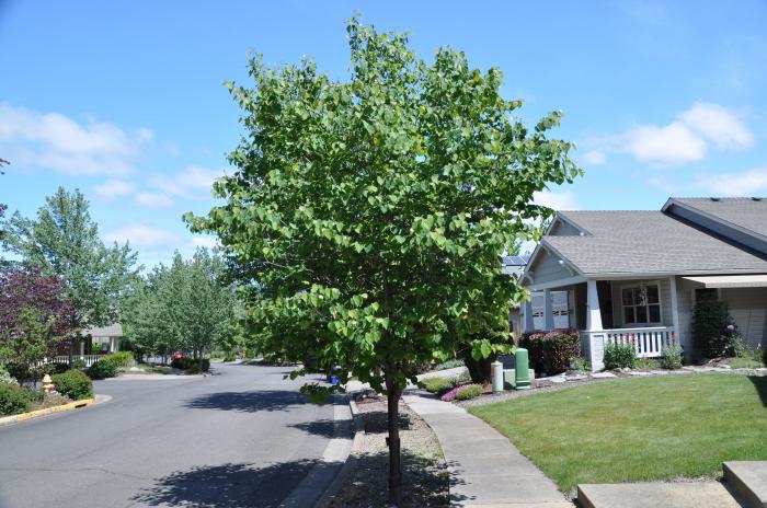 Plant photo of: Catalpa speciosa