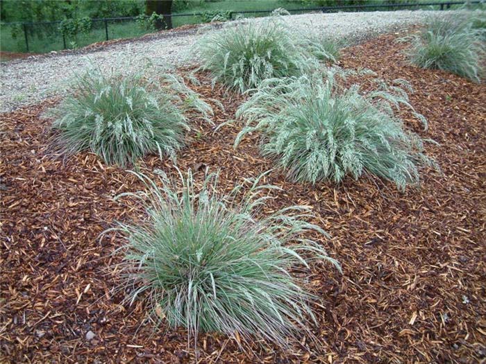 Reed Grass, Mendocino