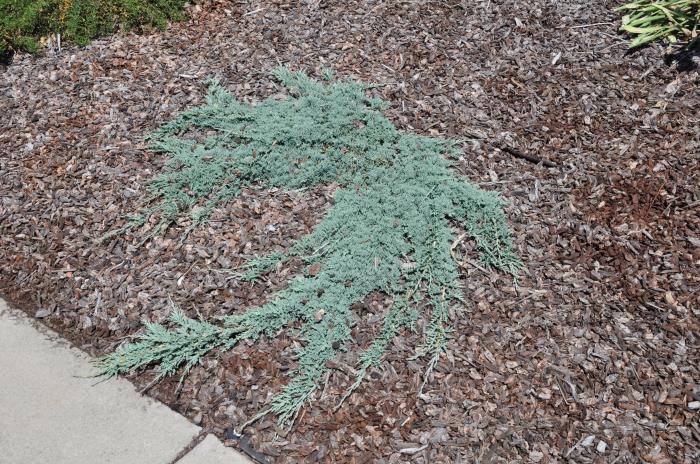 Juniperus procumbens 'Nana'