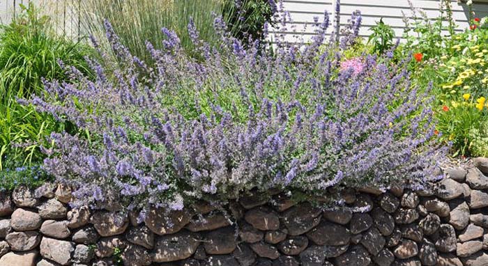 Plant photo of: Nepeta X faassenii