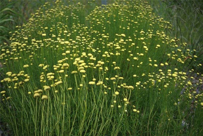 Plant photo of: Santolina pinnata ssp. neapolitana