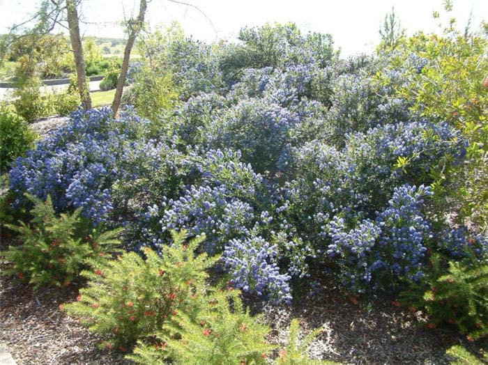 Ceanothus 'Julia Phelps'