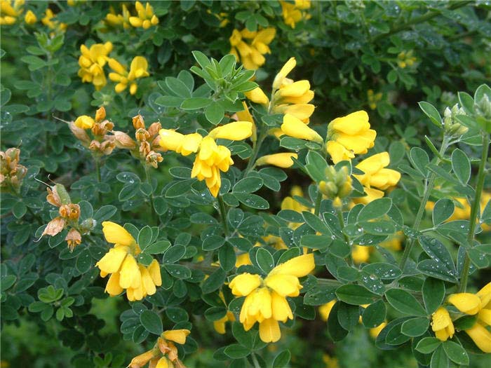 Cytisus X praecox 'Allgold'