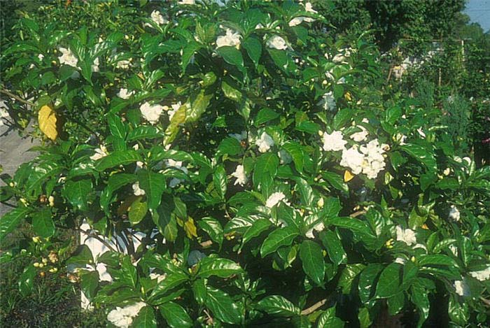 Gardenia augusta 'Little Gem'