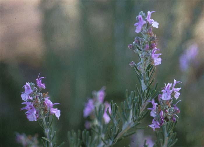 Rosmarinus officinalis 'Majorica  Pink'