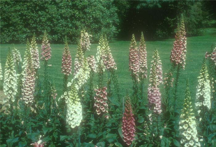 Digitalis purpurea