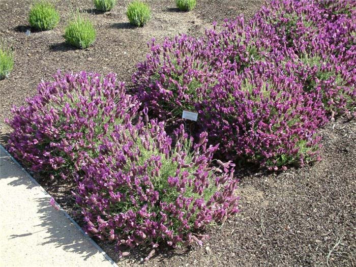 Plant photo of: Lavandula stoechas 'Otto Quast'