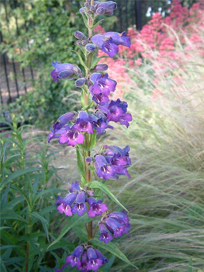 Penstemon 'Midnight'