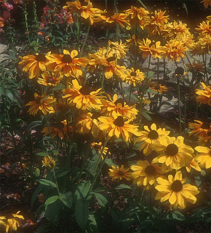 Rudbeckia hirta 'Goldilocks'