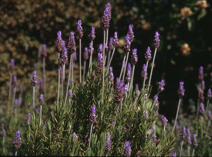 Lavender, French