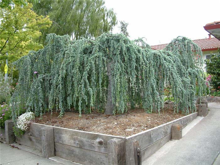 Cedar, Atlas 'Weeping Blue'