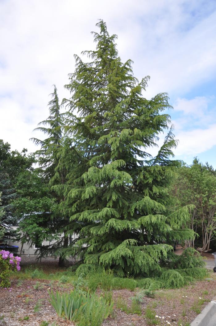 Cedrus deodara