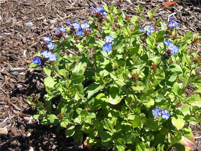 Ceratostigma plumbaginoides