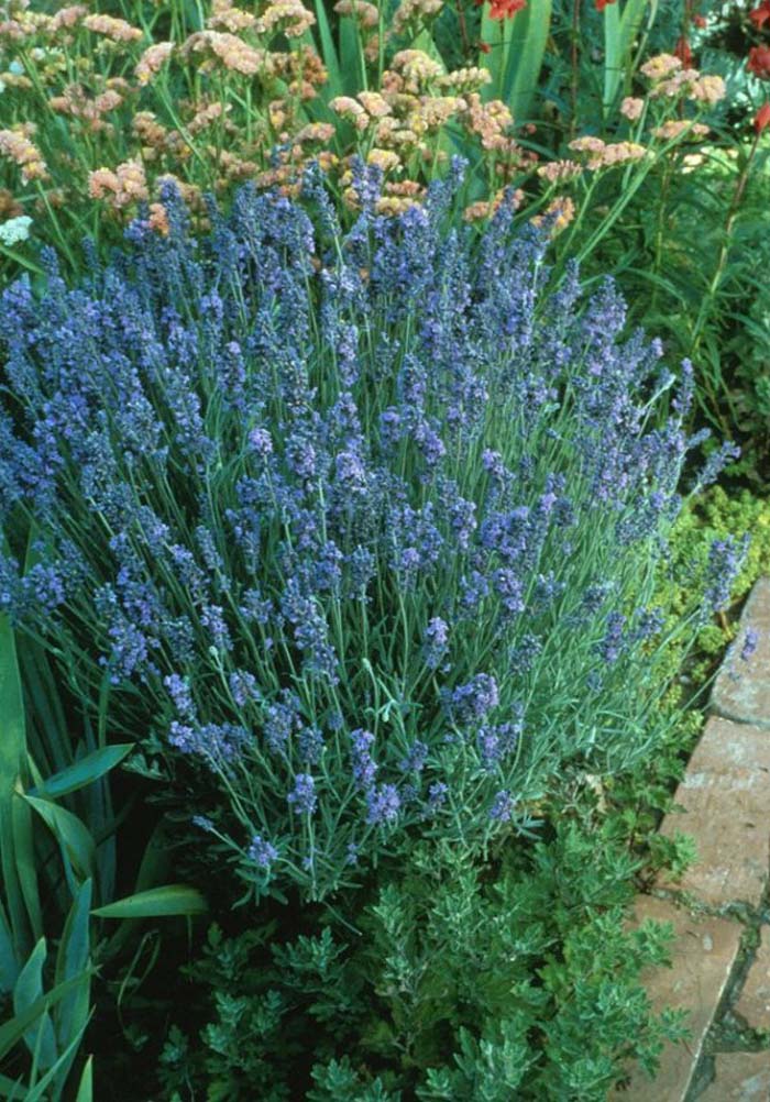 Lavender, English 'Lavender Lady'