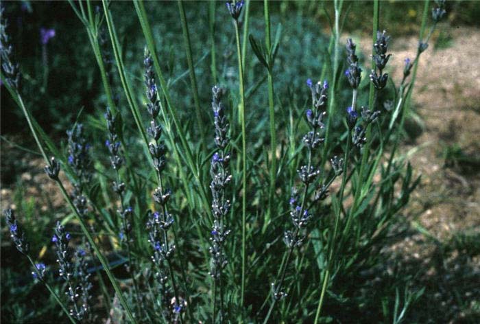 Lavandula latifolia