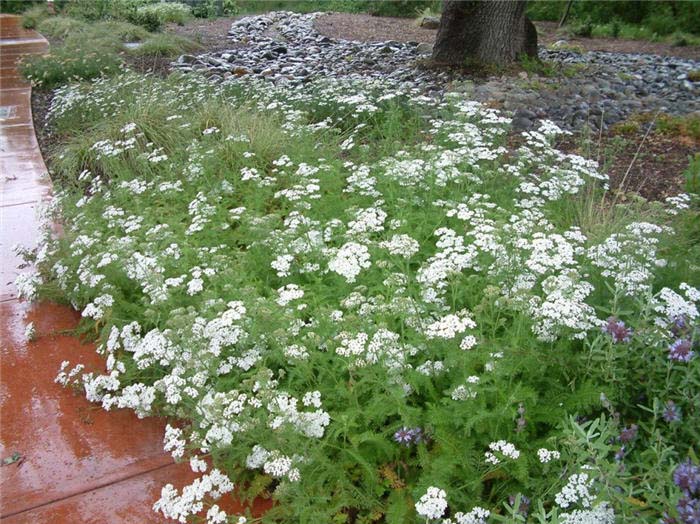 Plant photo of: Achillea millefolium