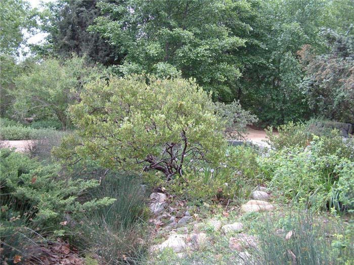 Plant photo of: Arctostaphylos densiflora 'Sentinel'