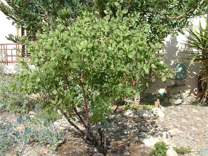 Arctostaphylos glauca