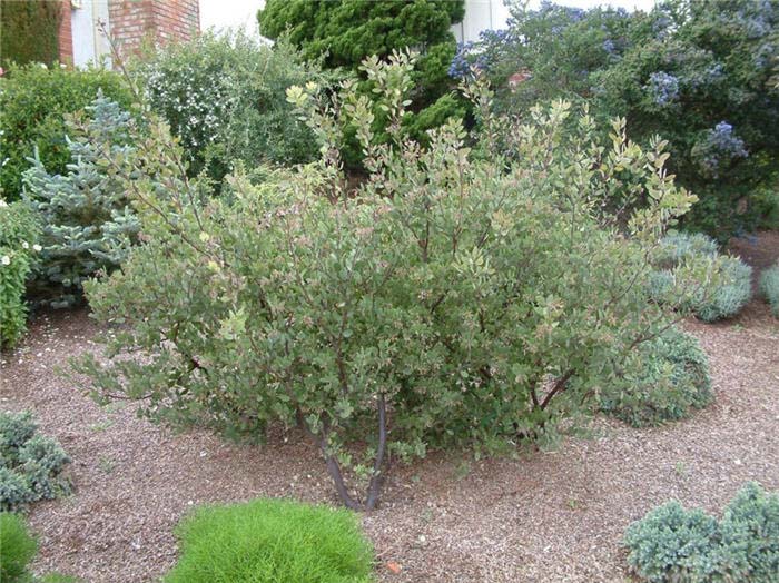 Arctostaphylos manzanita