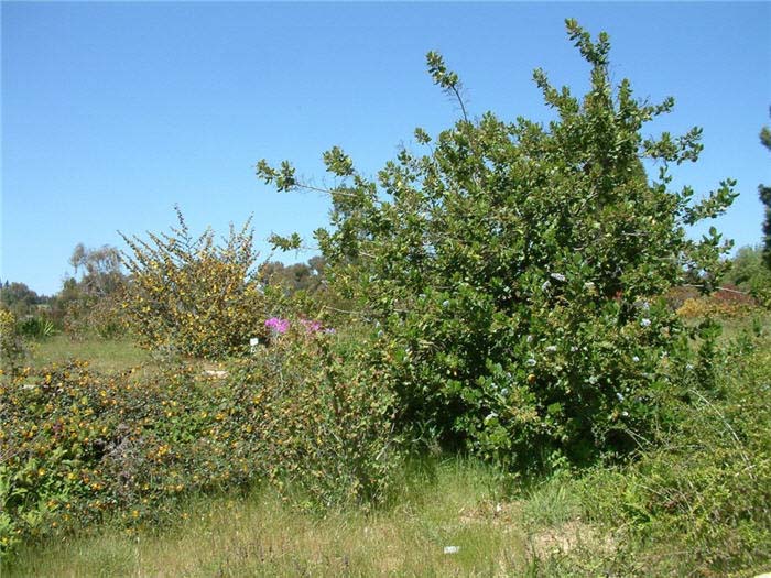 Ceanothus arboreus